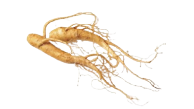 Panax Ginseng